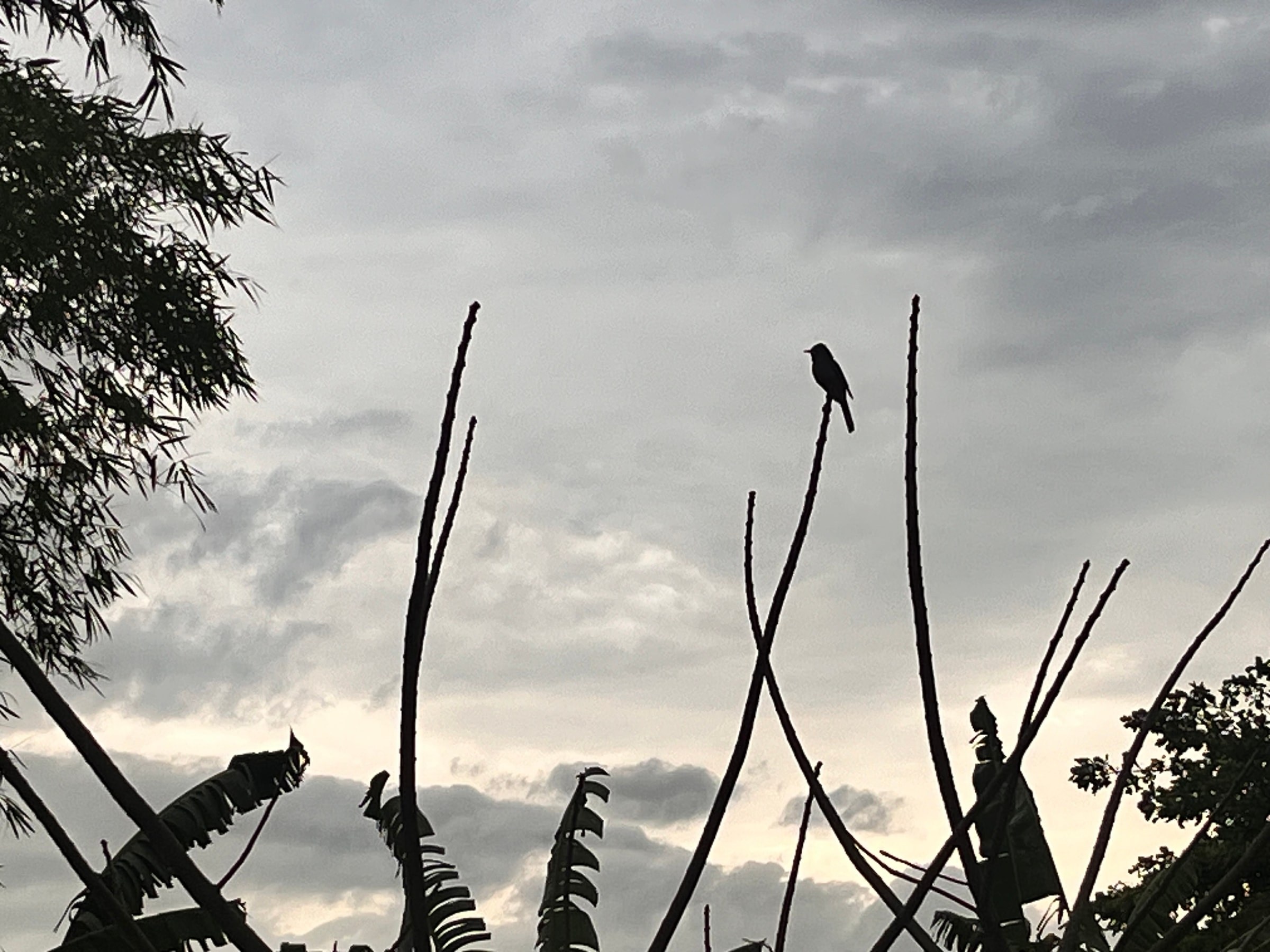 Silueta de un pájaro sobre un cielo nublado